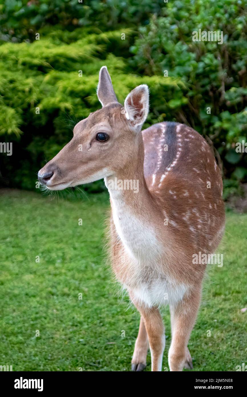 Female Fallow Deer, Dama dama, Symonds Yat, Herefordshire, England Stock Photo
