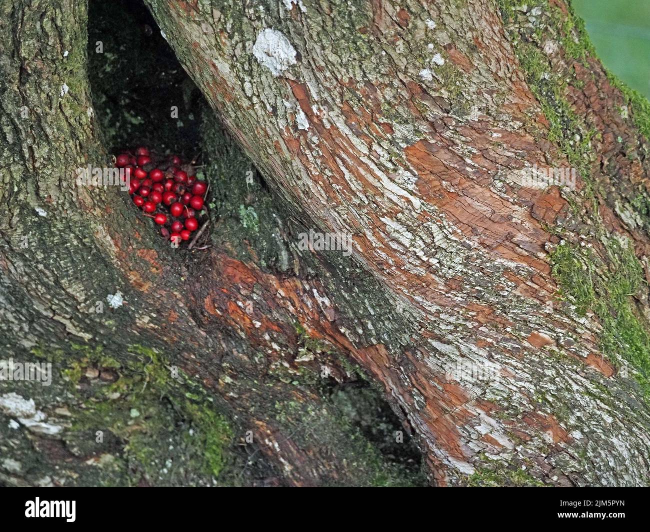 cache of berries or Haws in hollow in rugged sweeping trunk of ancient Hawthorn tree (Crataegus monogyna) in Cumbria,England,UK Stock Photo