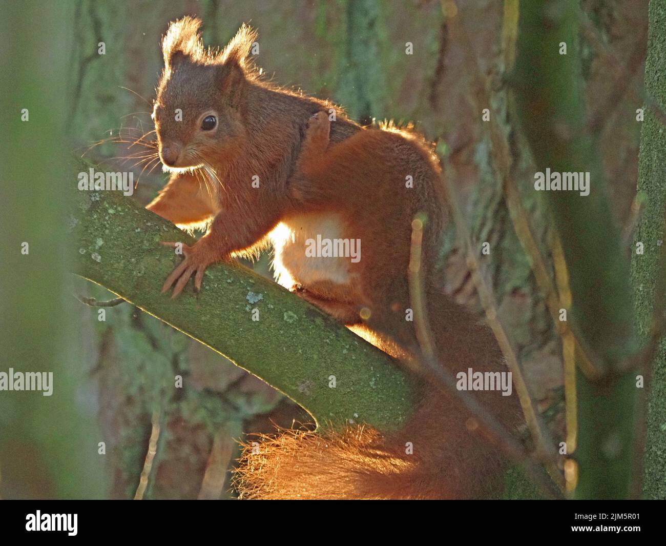 backlighting on ginger fur of Red Squirrel (Sciurus vulgaris) scratching its back in branches of a Beech tree (Fagus sylvatica) in Cumbria,England,UK Stock Photo