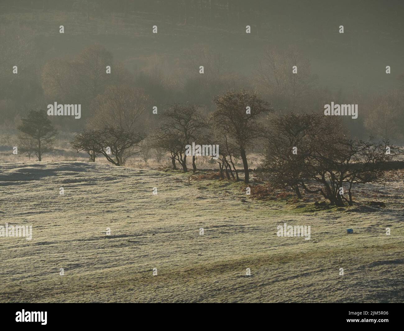 line of rugged Hawthorns on frosty morning with bright low Winter sunshine sparkling off rime frosted grass in the shadowy valley - Cumbria,England,UK Stock Photo
