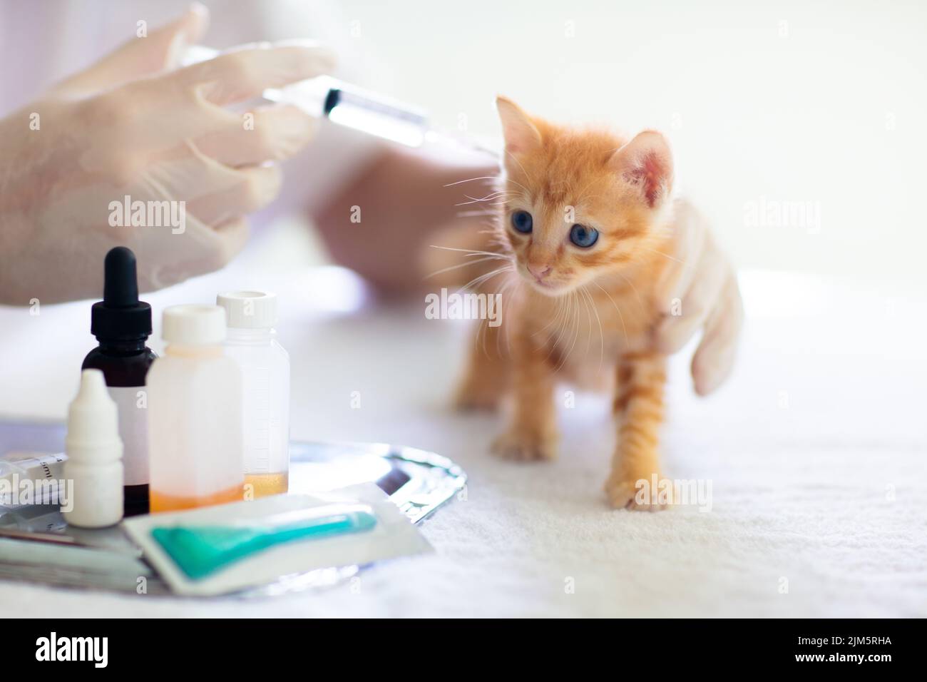 Kitten at vet clinic. Little baby cat at checkup and vaccination
