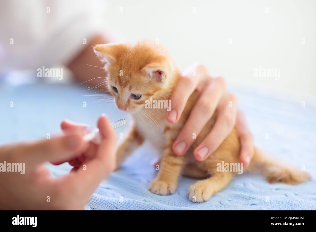 Kitten at vet clinic. Little baby cat at checkup and vaccination