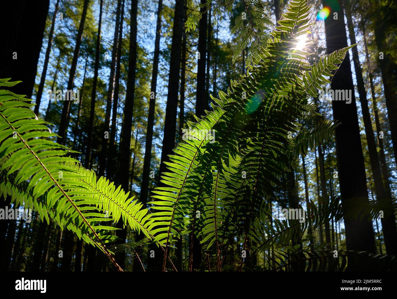 Pacific Northwest Forest Ferns. A sun flare through ferns in a temperate rainforest of the Pacific Northwest. Stock Photo