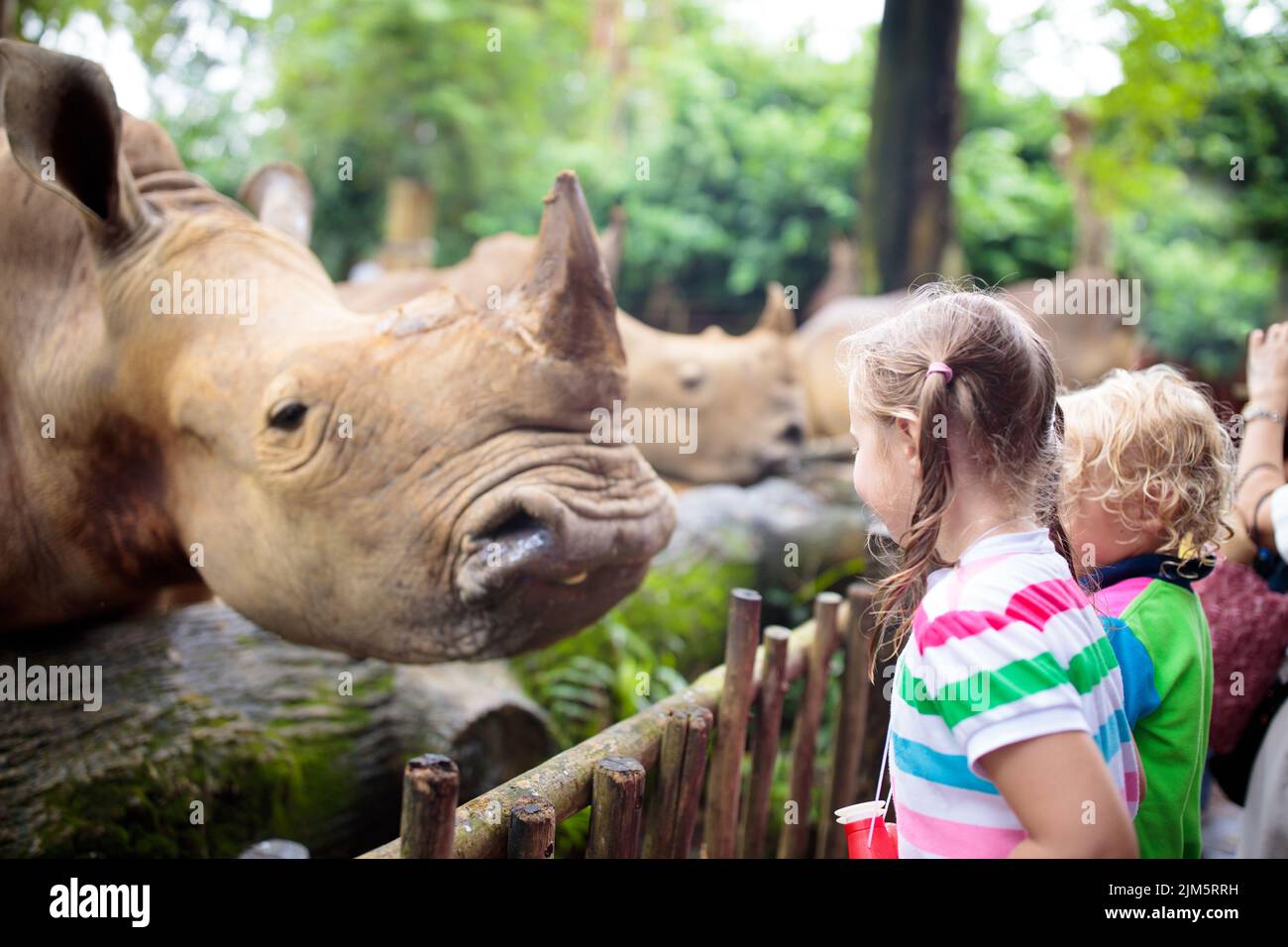 Family feeding rhino in zoo. Children feed rhinoceros in tropical safari park on summer vacation