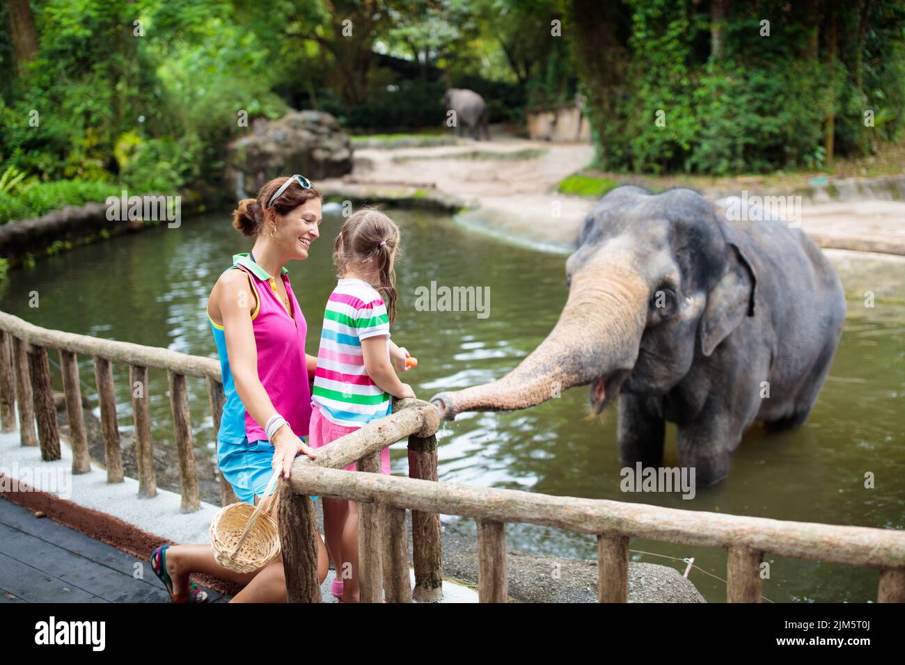 Family feeding elephant in zoo. Mother and child feed Asian elephants