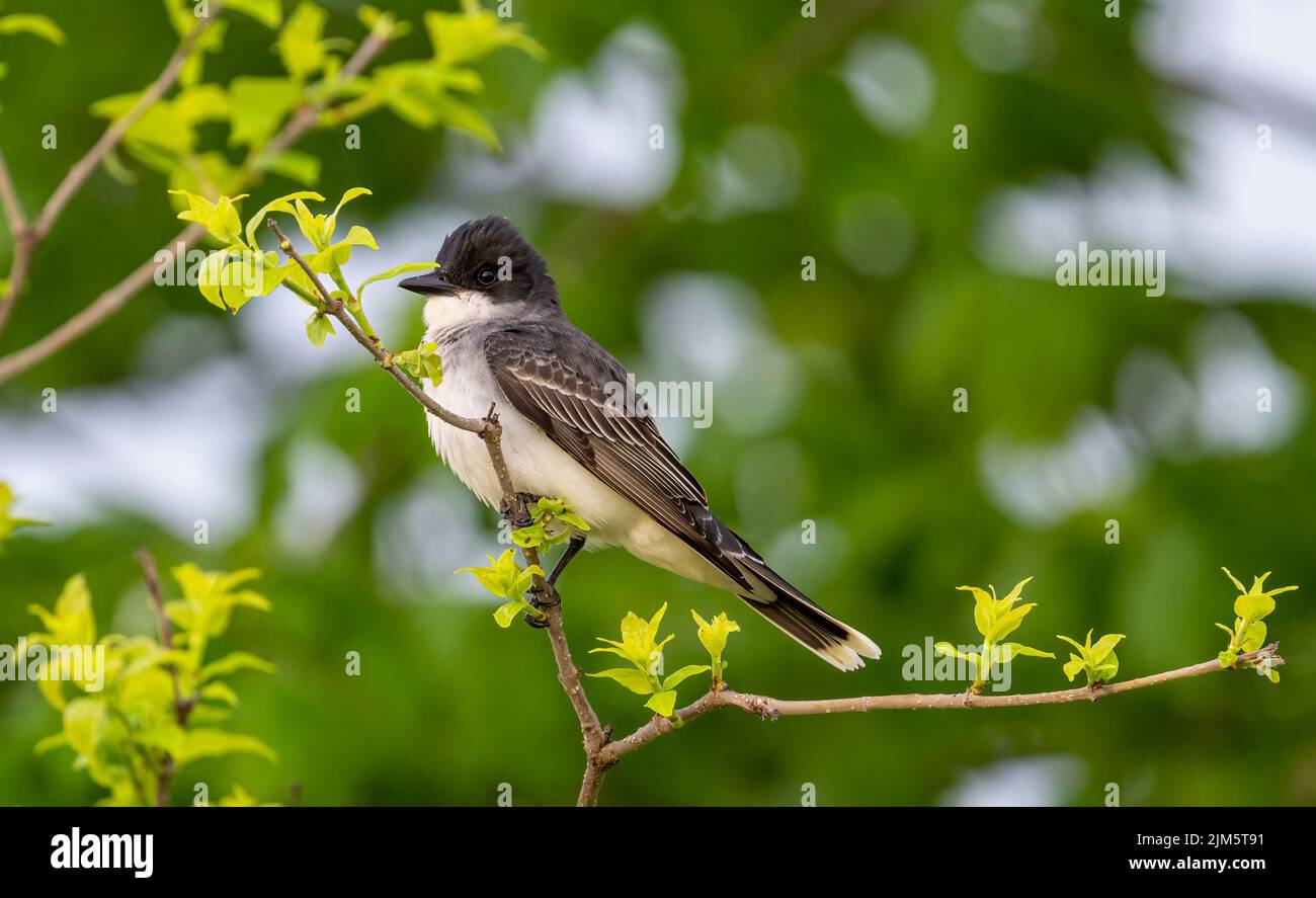 A selective of a flycatcher bird on a branch of a tree Stock Photo - Alamy