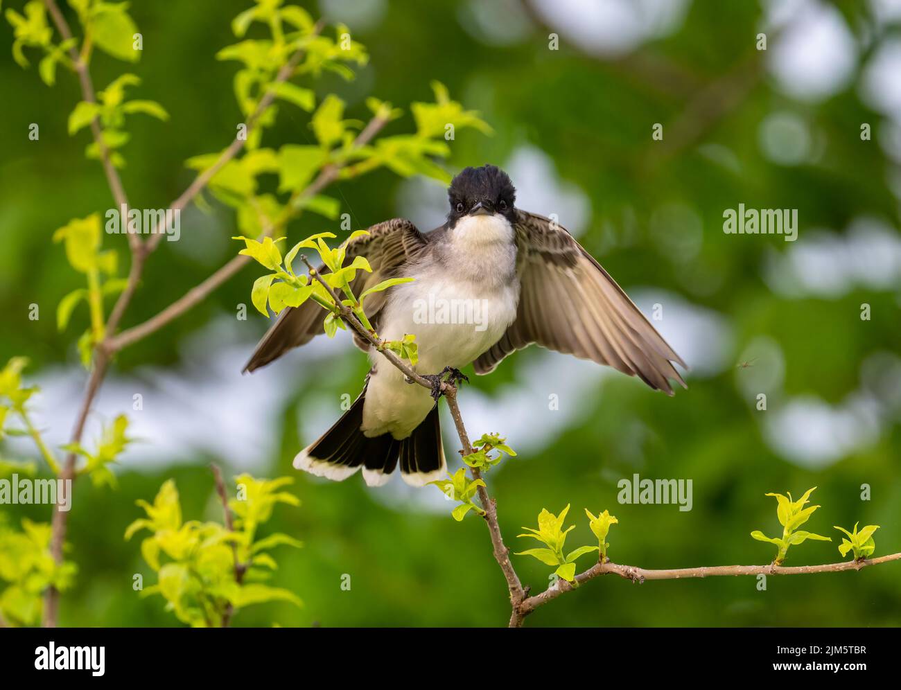 A selective of a flycatcher bird on a branch of a tree Stock Photo - Alamy
