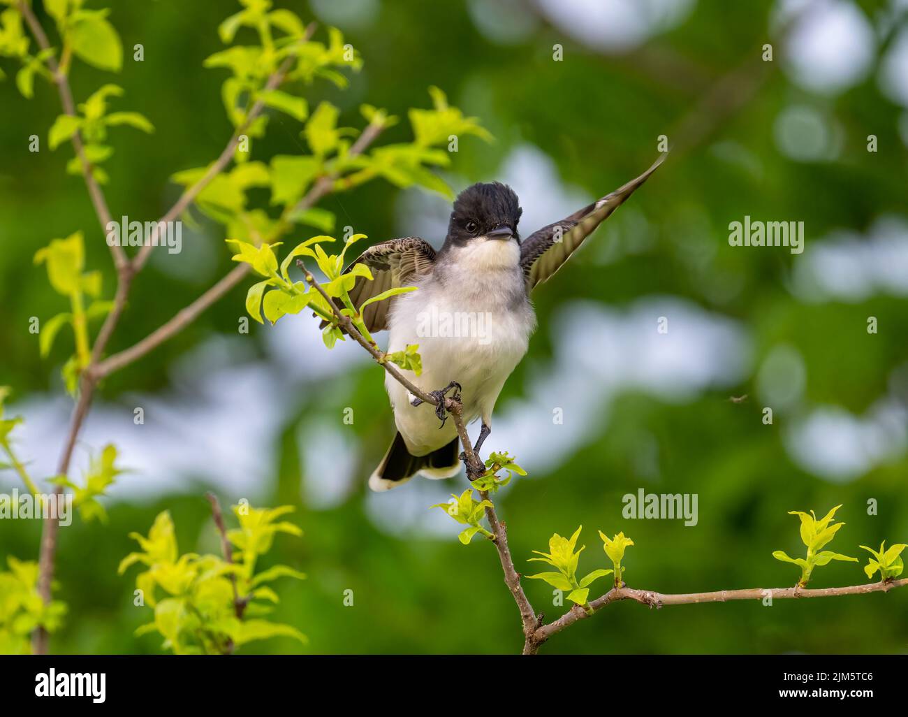 A selective of a flycatcher bird on a branch of a tree Stock Photo - Alamy
