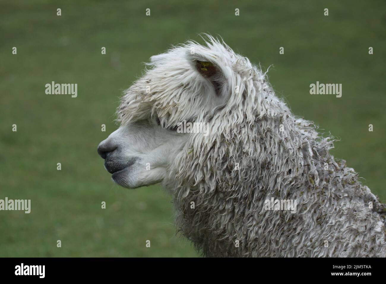 A closeup shot of a llama face in a field in Ecuador Stock Photo