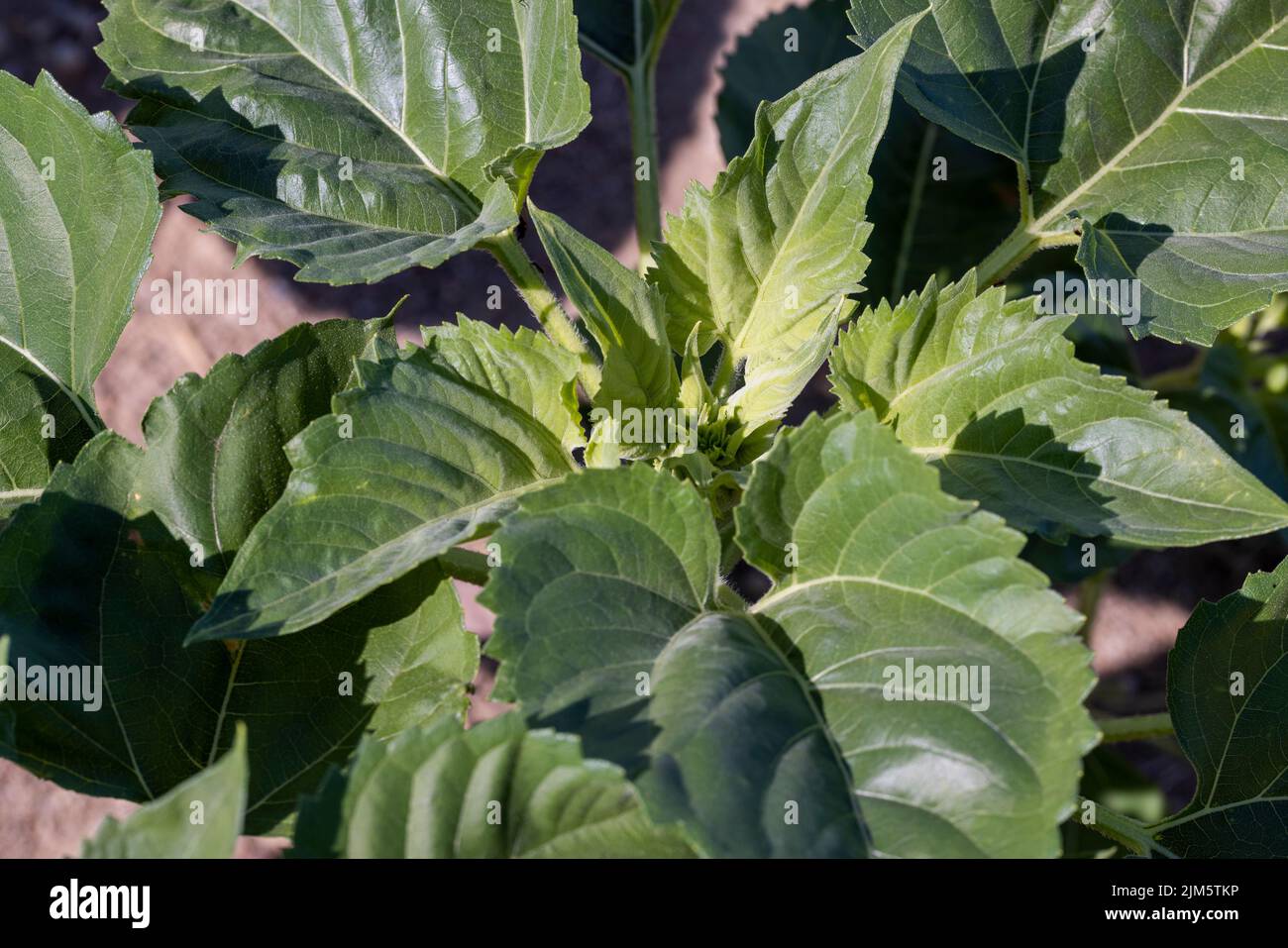 Young sunflower plants hires stock photography and images Alamy