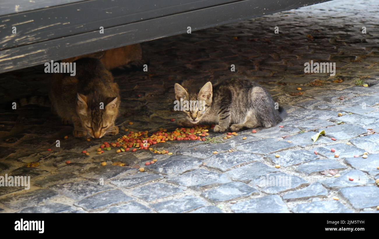 A pair of wild feral cats eating scraps under a patio Stock Photo Alamy
