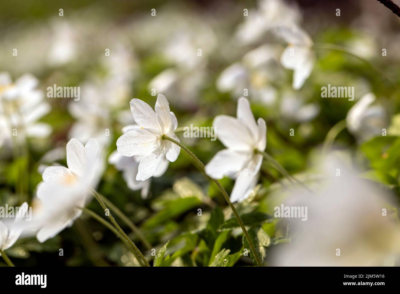 spring white flowers sprouting in the forest Stock Photo