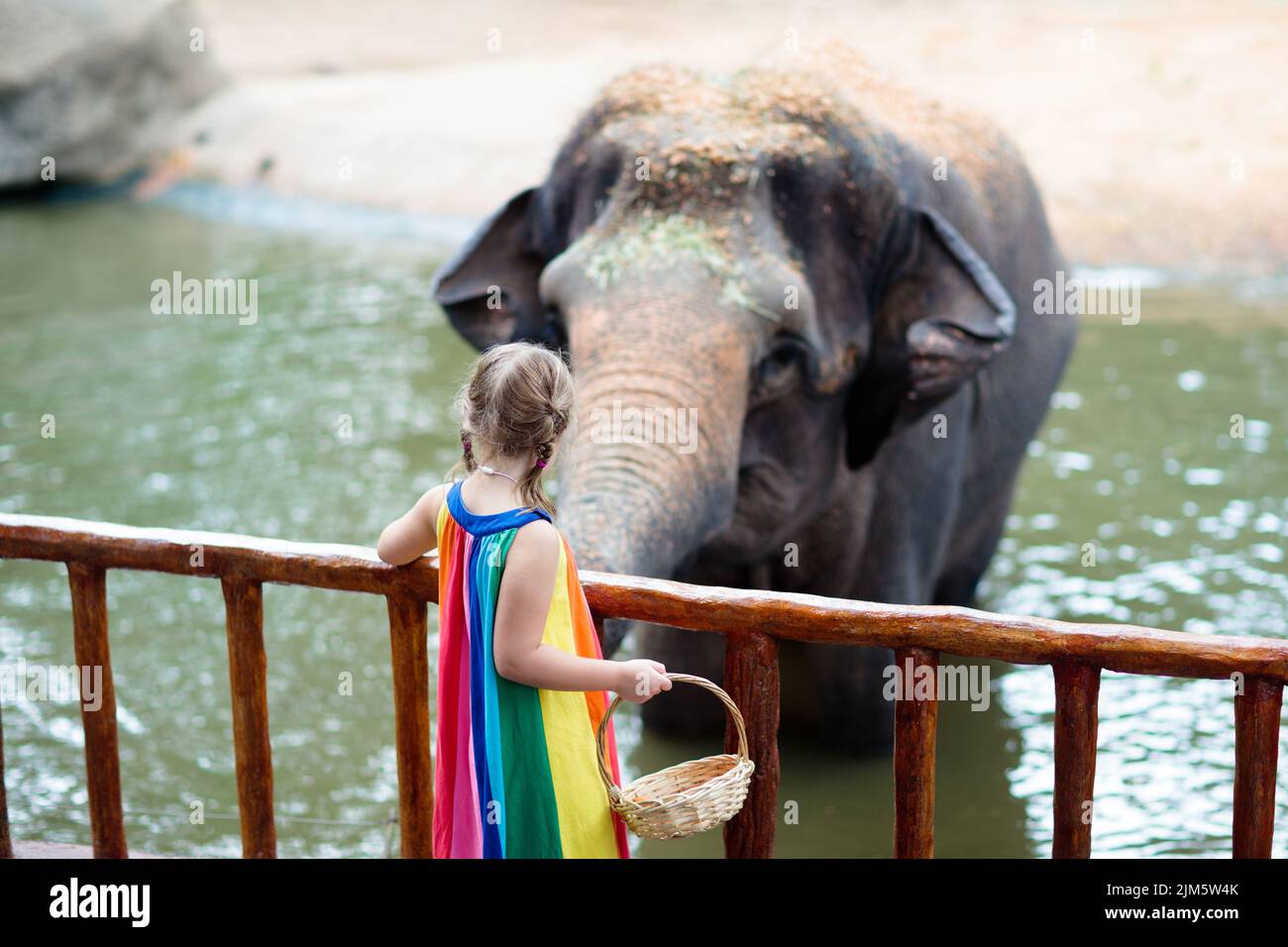 Family feeding elephant in zoo. Children feed Asian elephants in