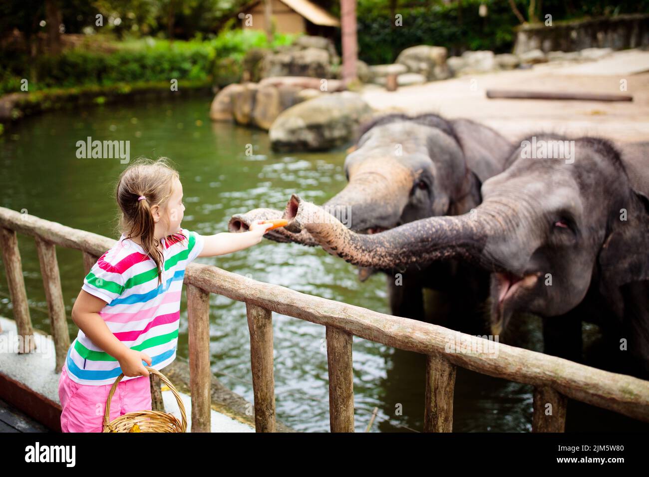 Family feeding elephant in zoo. Children feed Asian elephants in