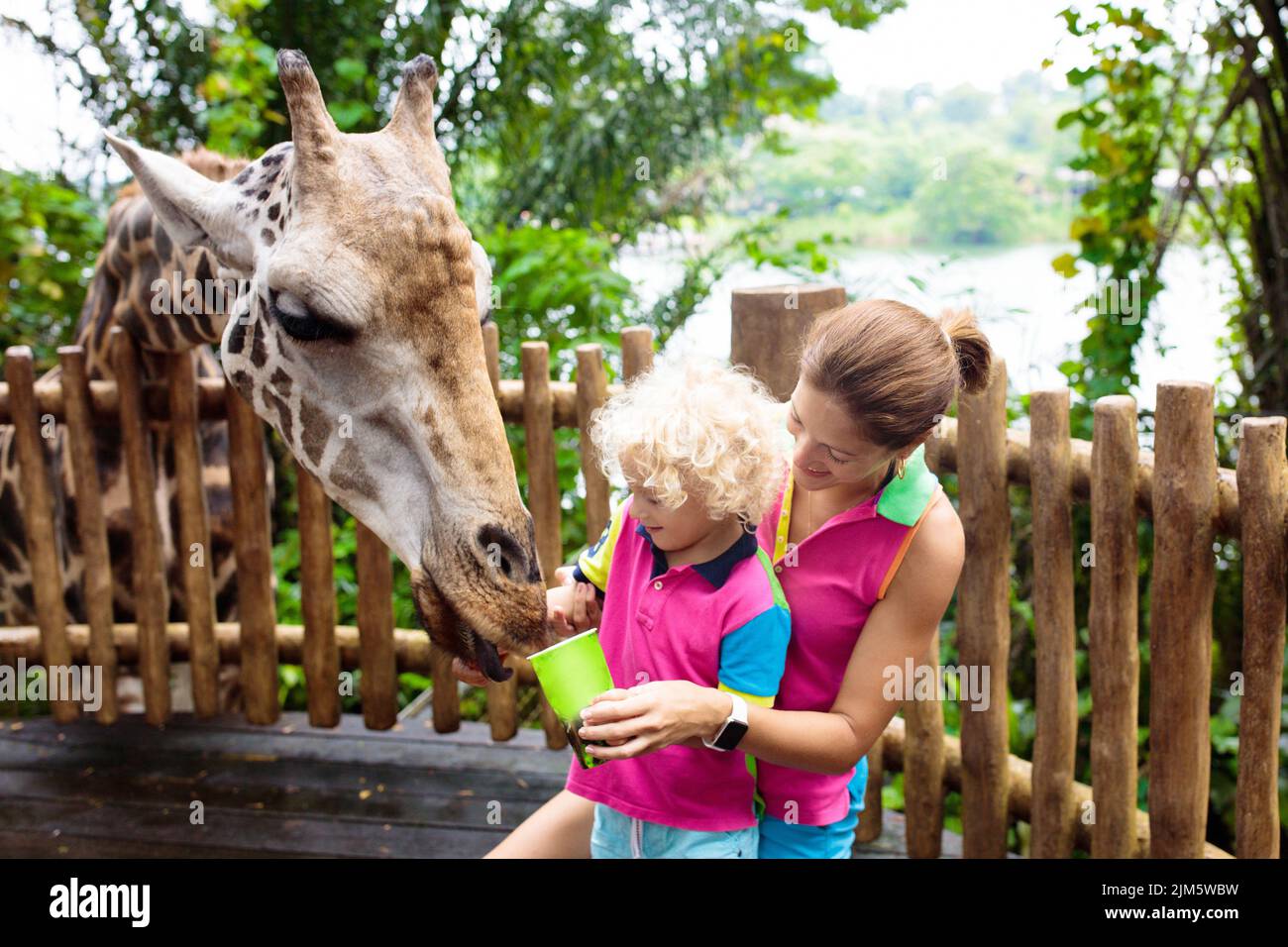 Family feeding giraffe in zoo. Children feed giraffes in tropical