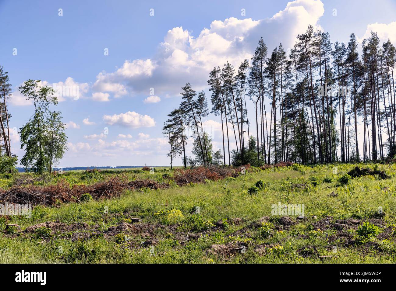deforestation and timber harvesting in eastern Europe Stock Photo Alamy