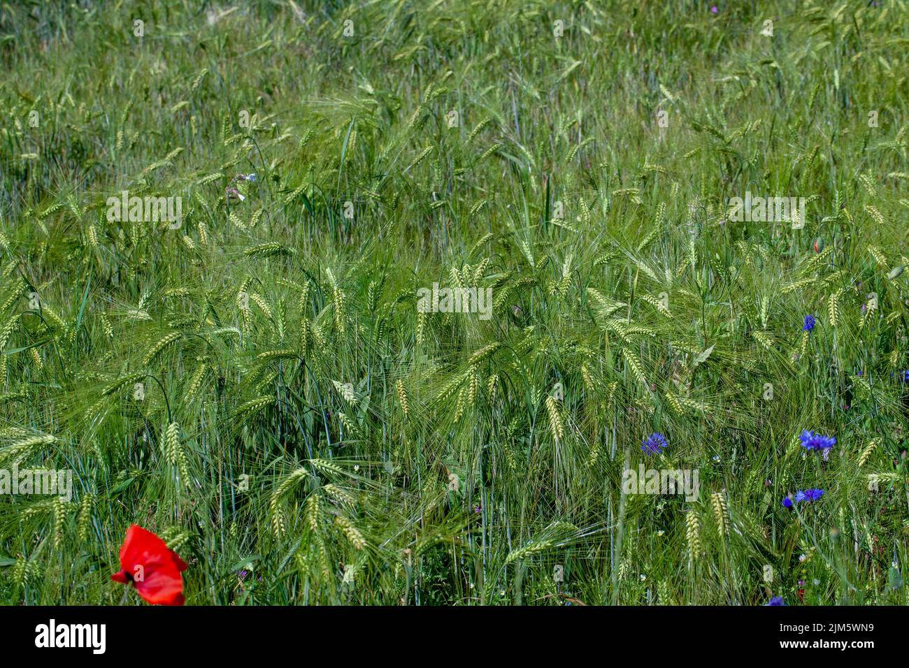 Poppies growing in with weeds hi-res stock photography and images - Alamy