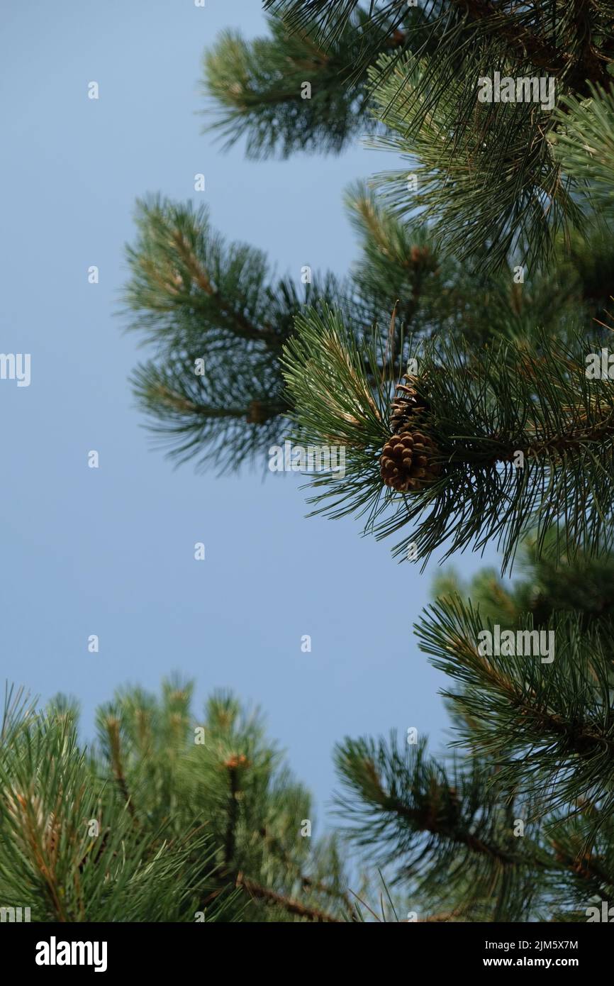 A vertical closeup of a branch of a pine tree with a pinecone against a ...
