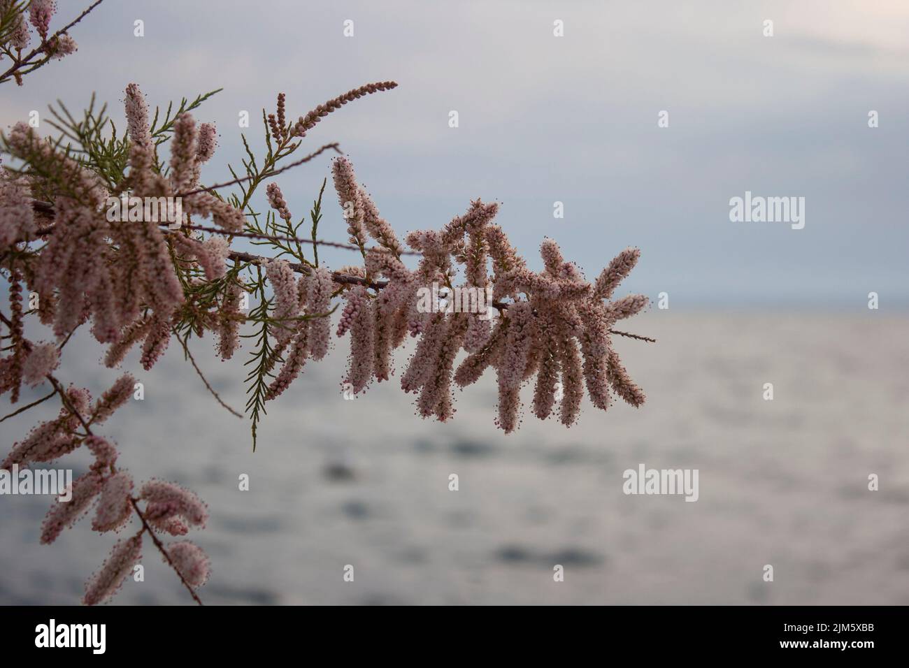 Tamaris hi-res stock photography and images - Page 2 - Alamy