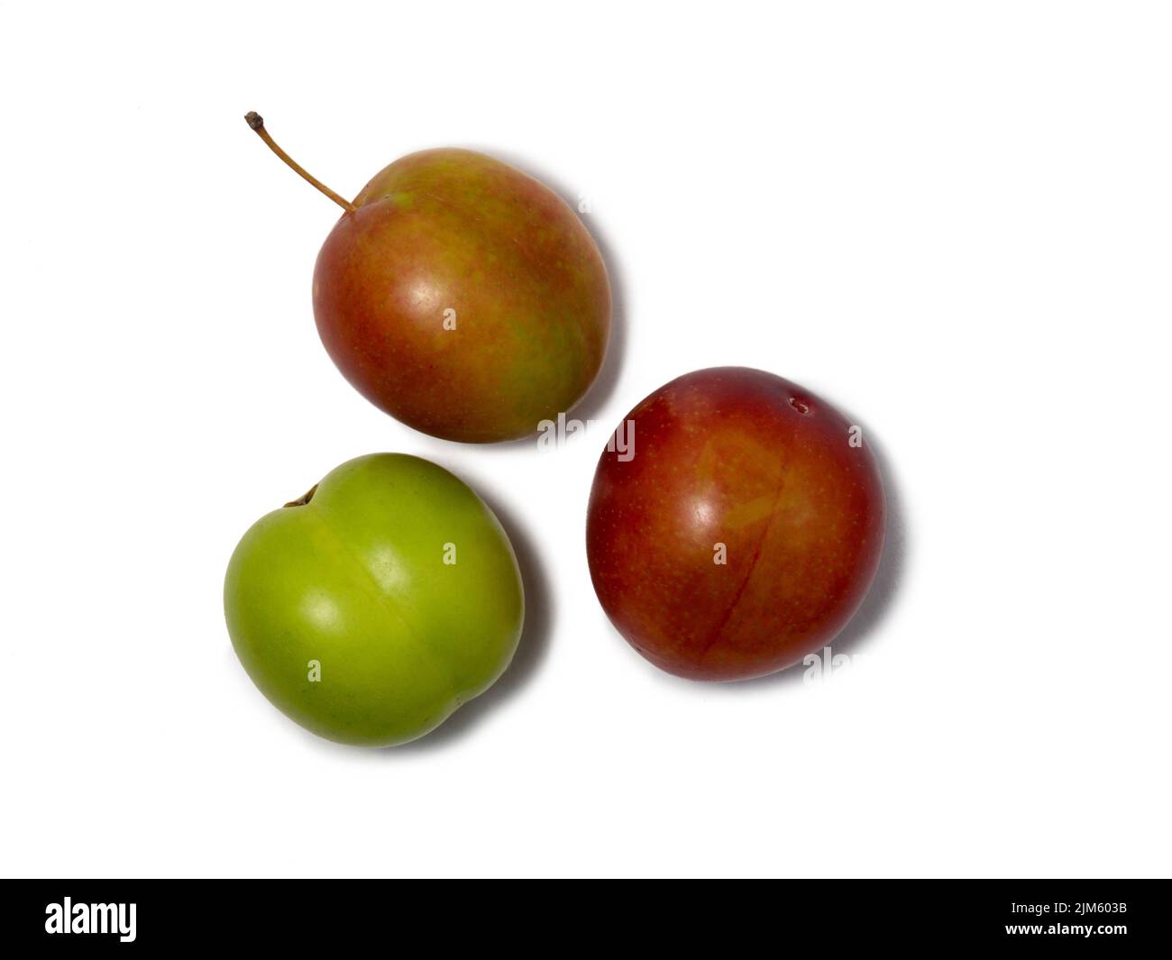 Cherry plum at different stages of maturation. Plum variety. Red and