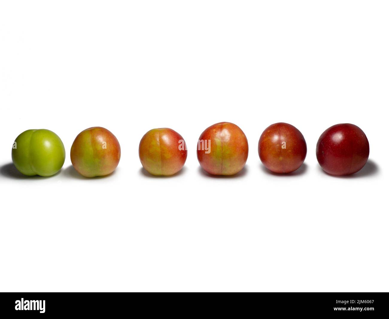 Cherry plum at different stages of maturation. Plum variety. Red and