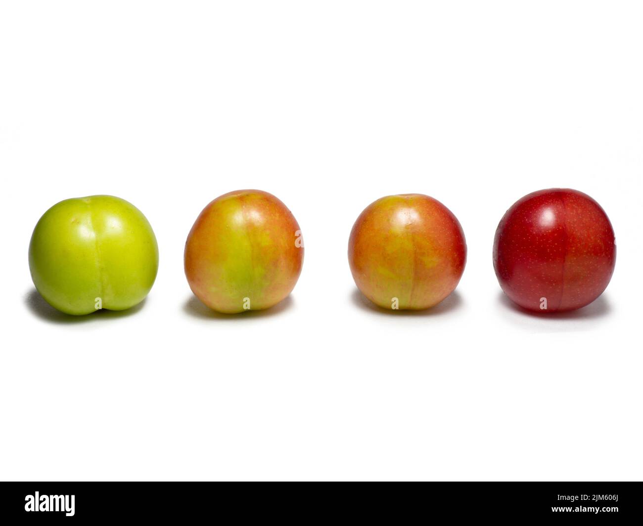 Cherry plum at different stages of maturation. Plum variety. Red and