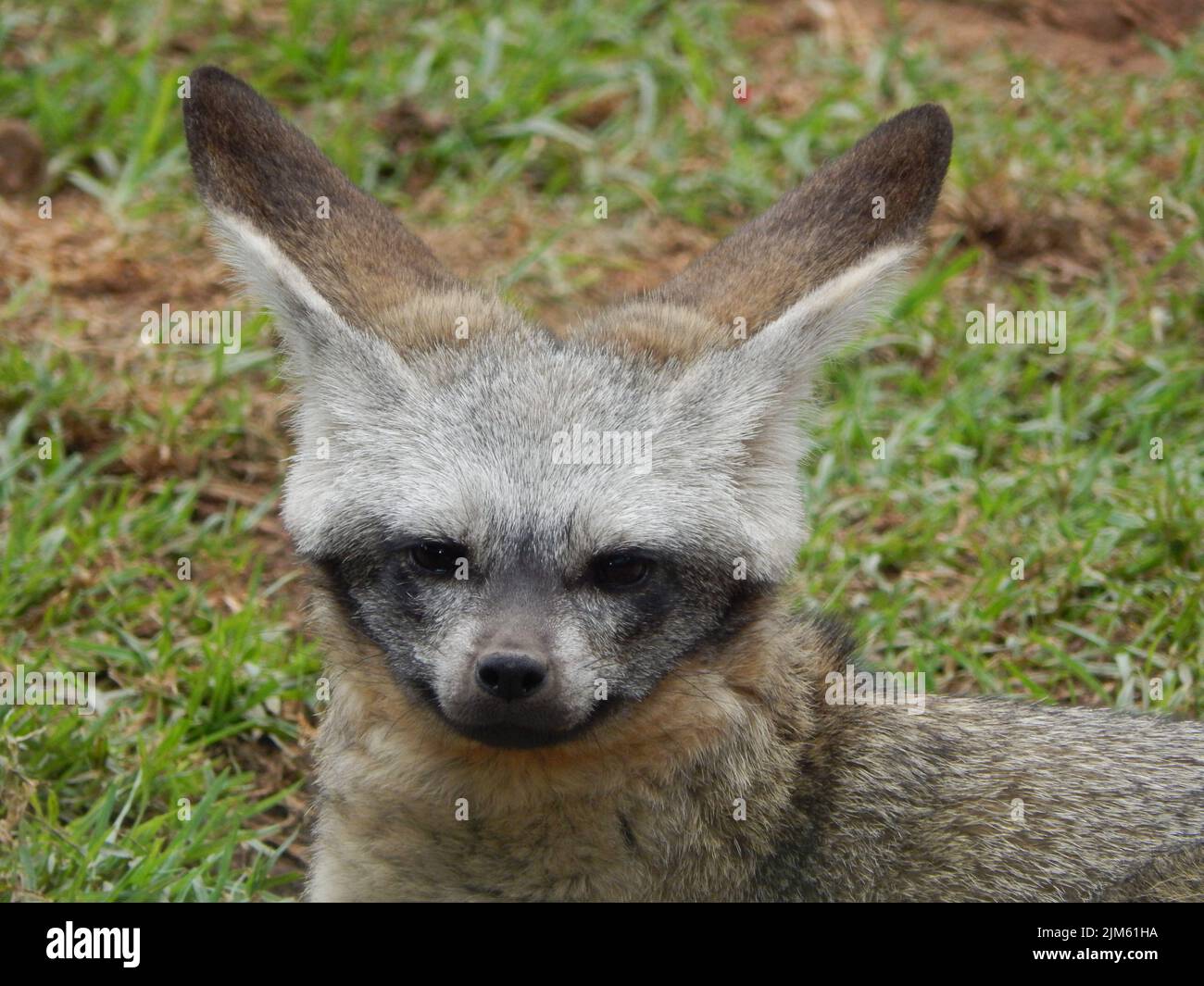 A selective of a bat-eared fox (Otocyon megalotis Stock Photo - Alamy