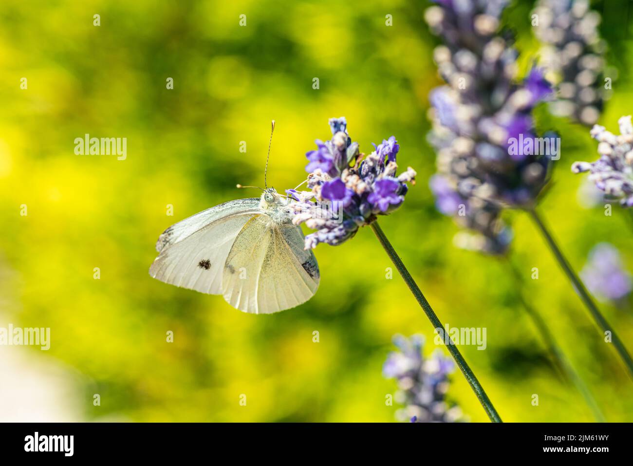 Large White, Pieris brassicae, Butterfly on lavender flowers Stock Photo
