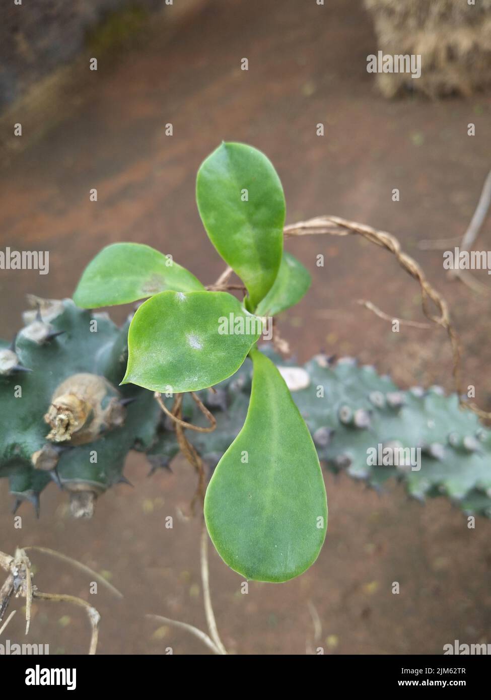 Euphorbia itremensis is a species of plant in the family Euphorbiaceae. It is endemic to Madagascar. Its natural habitats are rocky areas. Stock Photo