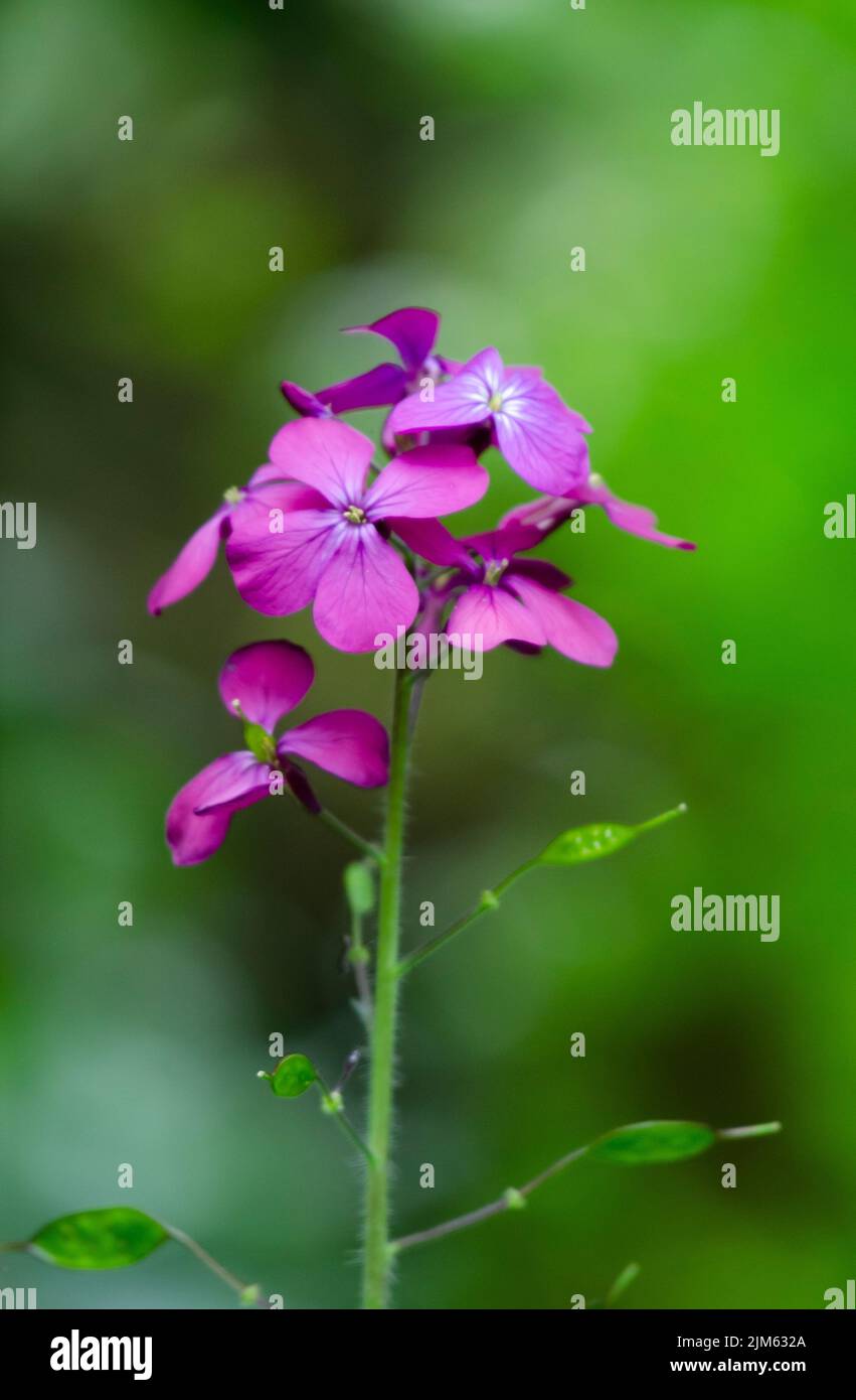Bright purple flowers blooming on an Honesty plant. Stock Photo