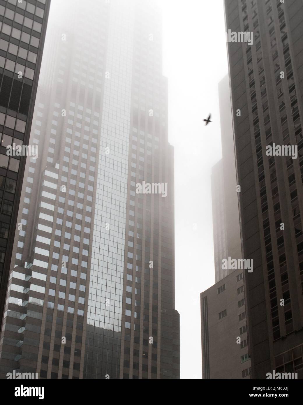 a low angle shot of foggy skyscrapers with flying bird Stock Photo