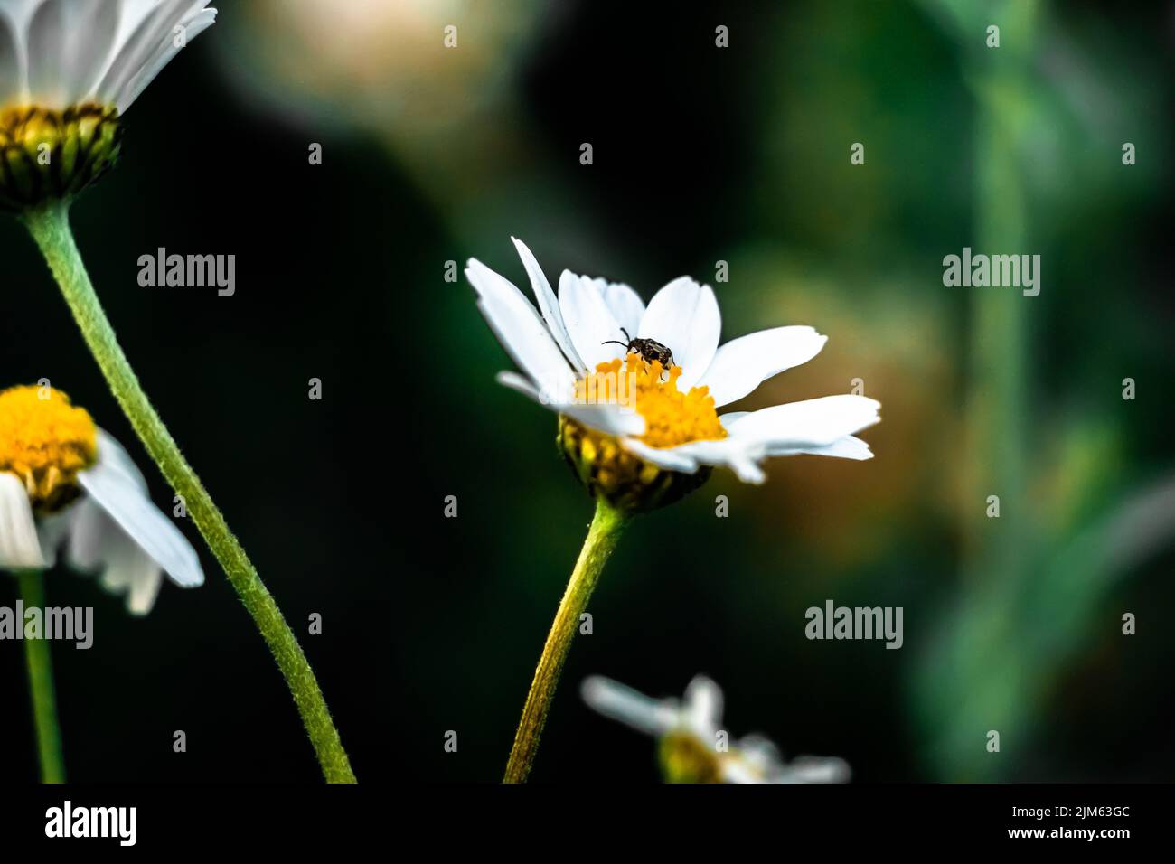 Insects flower flowers plant hi-res stock photography and images - Alamy