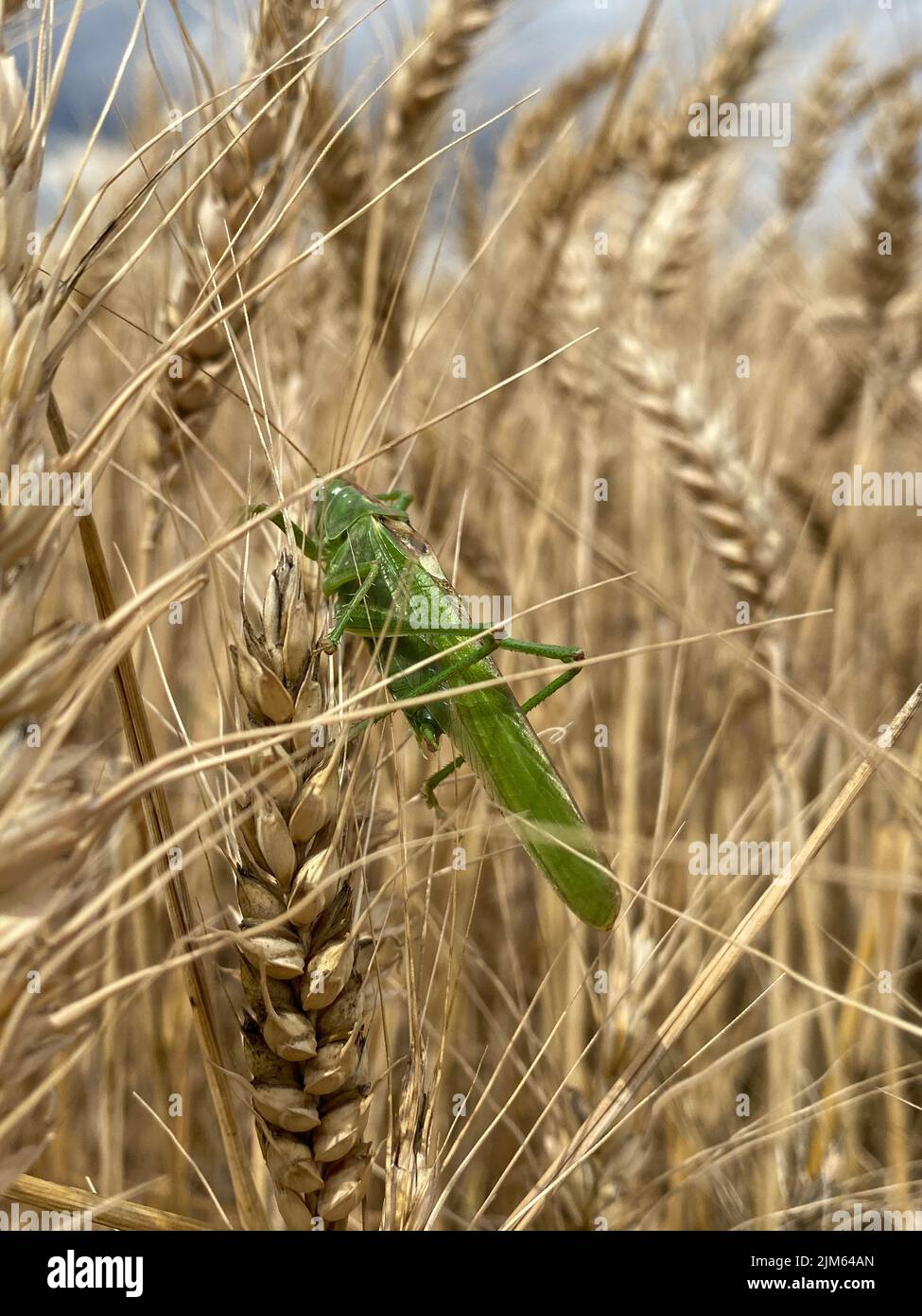 A closeup shot of a Great green bush-cricket insect on blossom growing wheat field on a sunny day Stock Photo