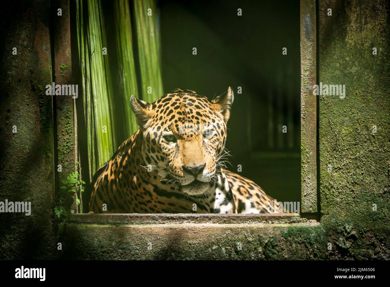 Much of the wildlife at Quistococha Zoo in Iquitos, Peru is rescued from the pet trade. Pictured here is the leopard (Panthera onca). Stock Photo