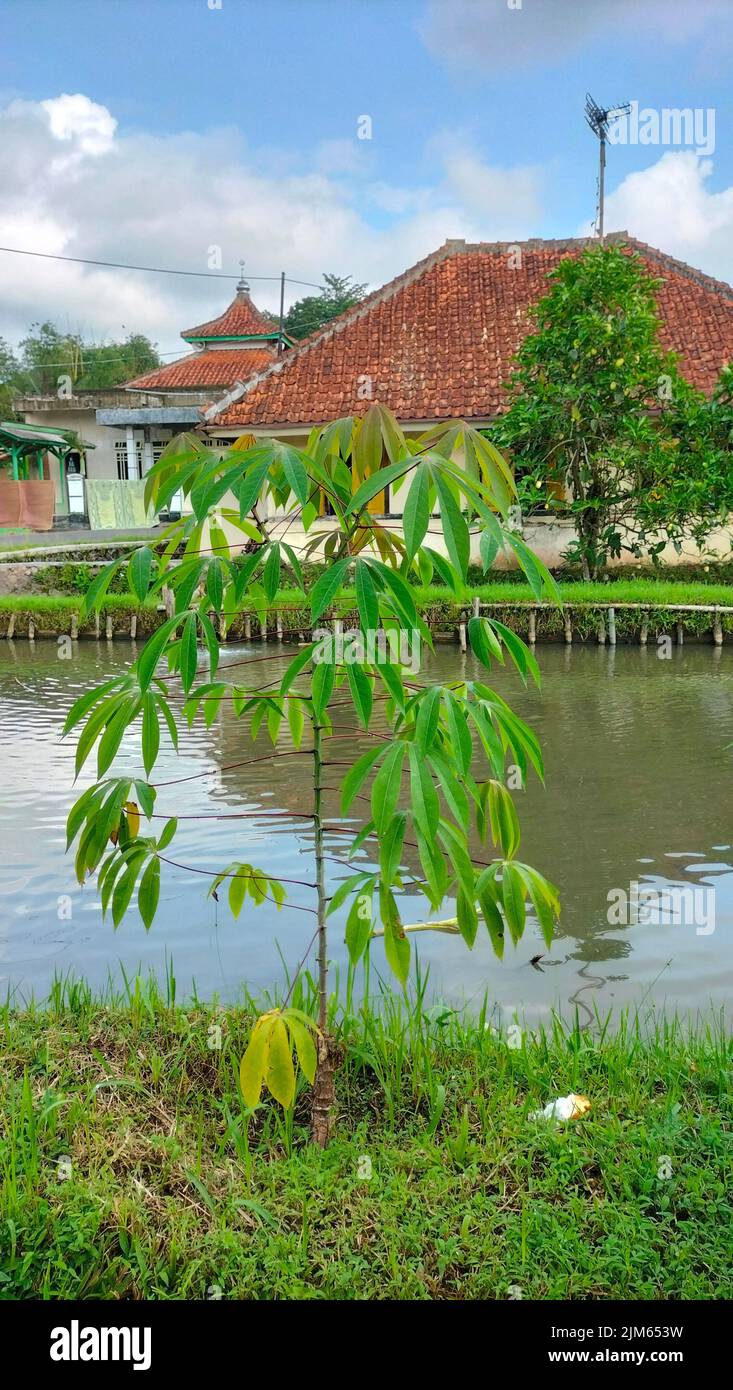 A vertical shot of Sterculia foetida plants on grassland by pond water and a rural house with blue sky Stock Photo