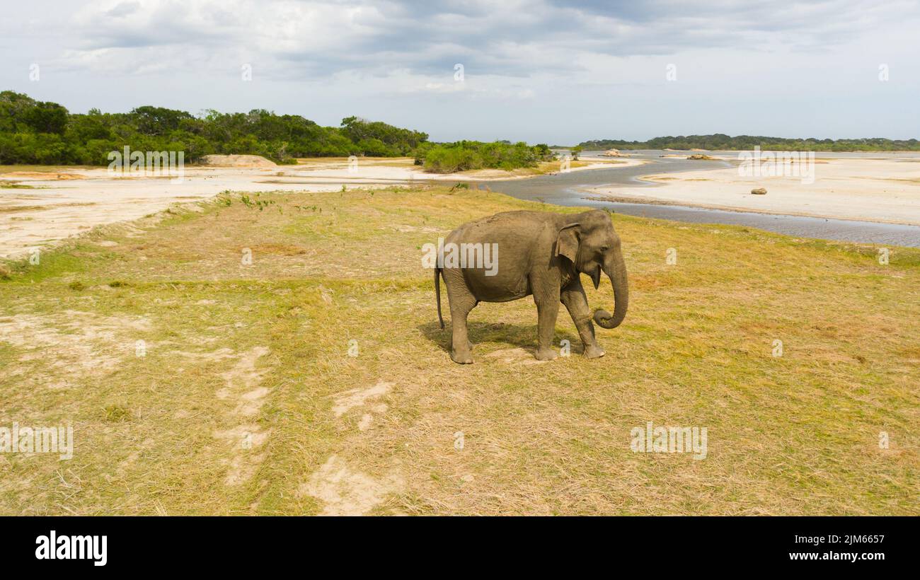 Elephant in Wildlife Reserve. Wild animals of Sri Lanka. Stock Photo