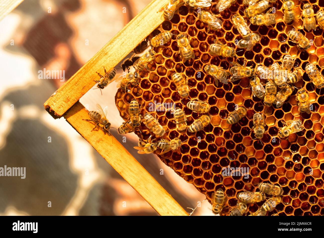 Bees in a beehive on wax. Fresh honey Stock Photo - Alamy