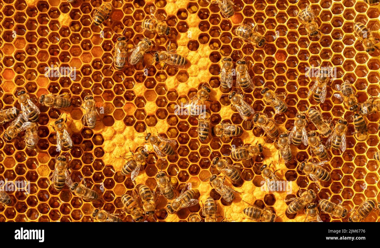 Bees in a beehive on wax. Fresh honey Stock Photo Alamy