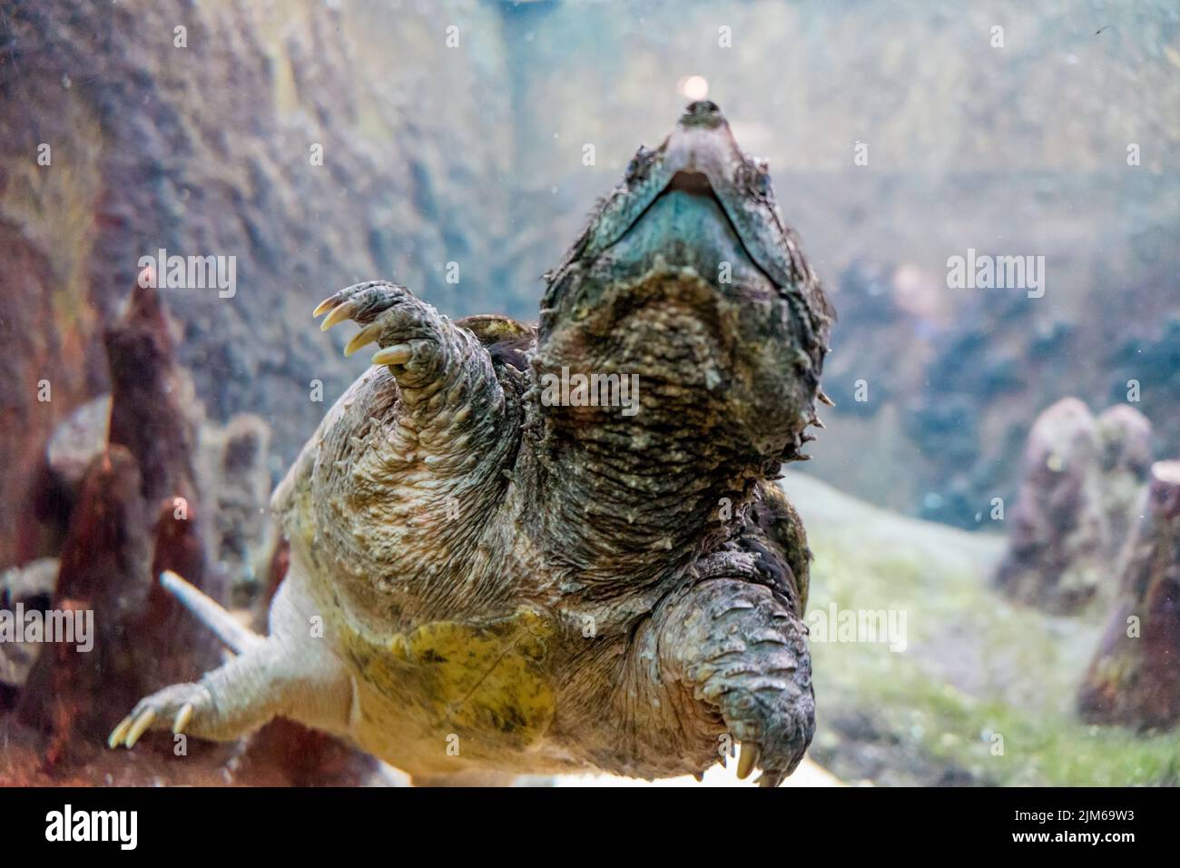A closeup of an alligator snapping turtle, Macrochelys temminckii. Selected focus. Stock Photo