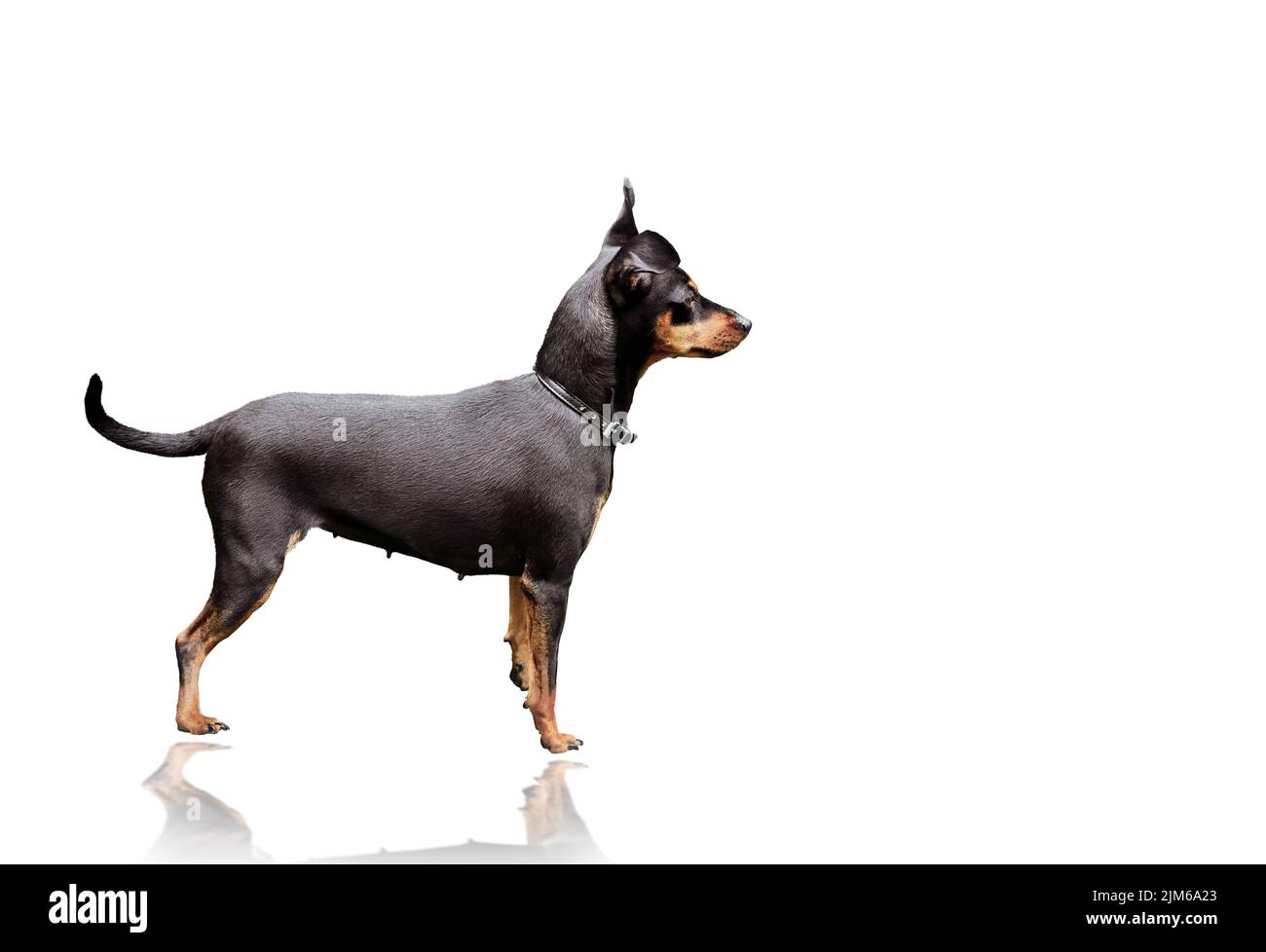 A closeup shot of a dobermann on the white background Stock Photo