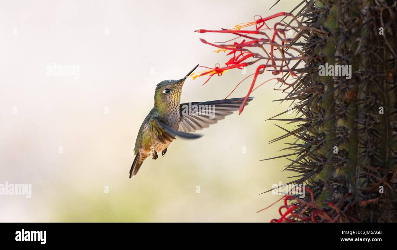 A Picaflor chibird sephanoides sephaniodes aves colibri Chile fauna silvestre wild life naturaleza Stock Photo