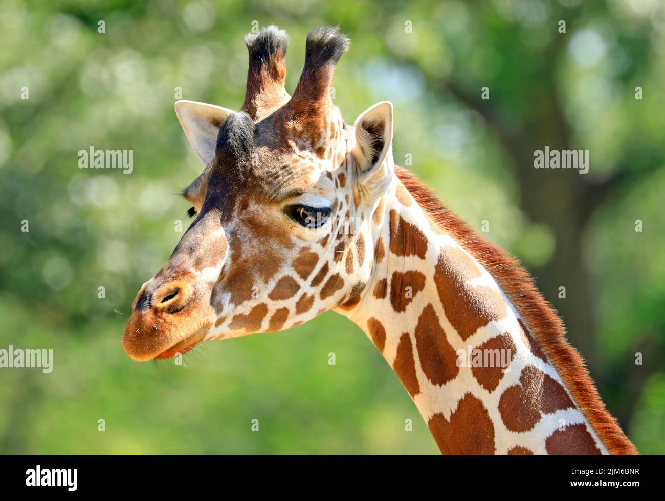 Giraffe head and neck closeup portrait with green background Stock Photo