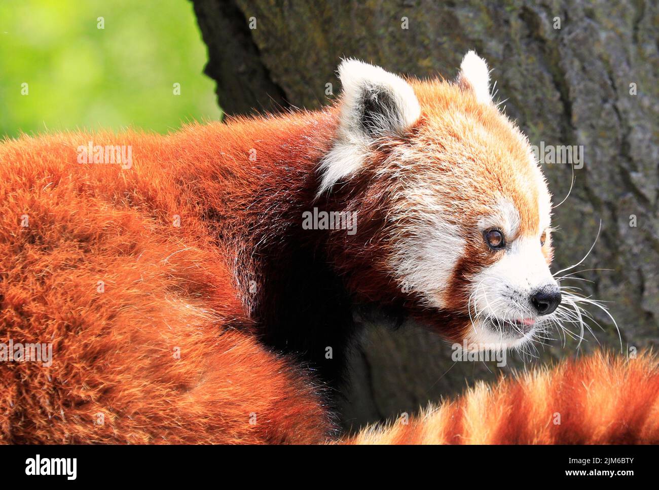 Red Panda bear portrait close-up sitting on a tree with green background Stock Photo