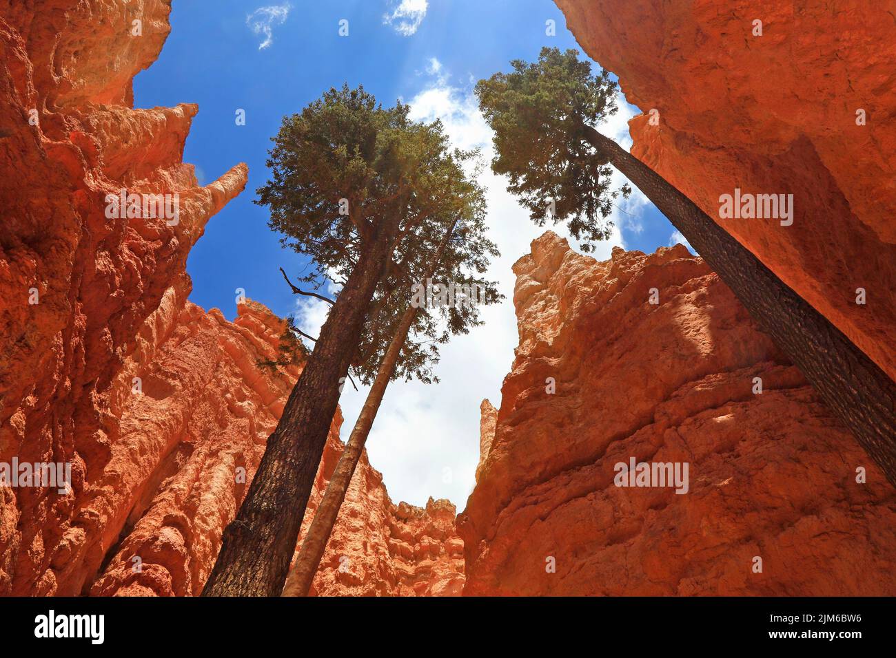 Trees at Wall Street in Navajo Loop Trail, Bryce Canyon, Utah Stock Photo