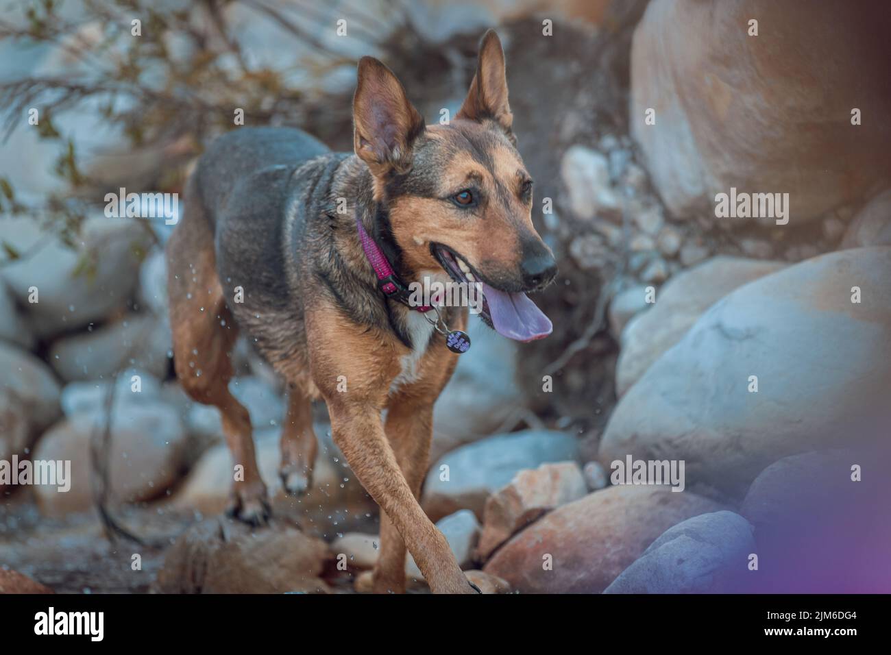 Rocky mountain german shepherd 2025