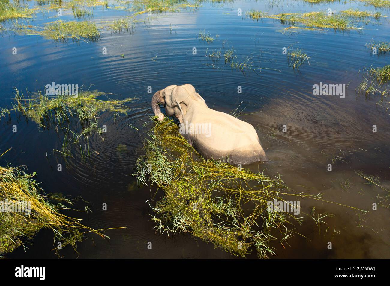 The elephant in the lake feeds on vegetation. Kumana National Park, Sri