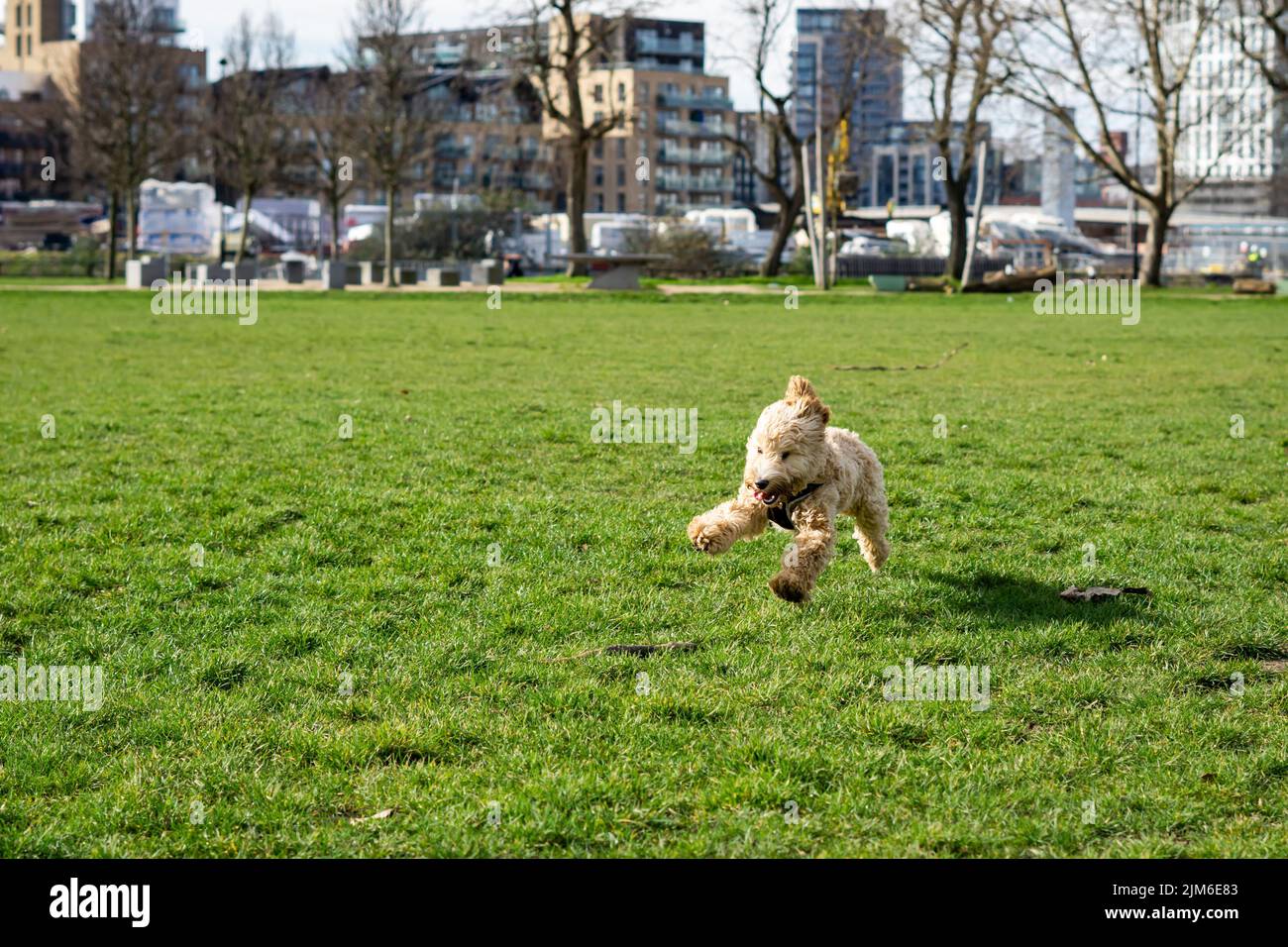 Cockapoo in london hi-res stock photography and images - Alamy