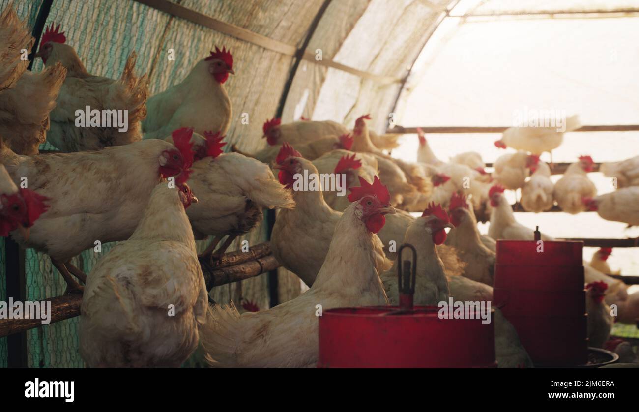 Lifes about choices, cross the road or stay in your coop. chickens in a