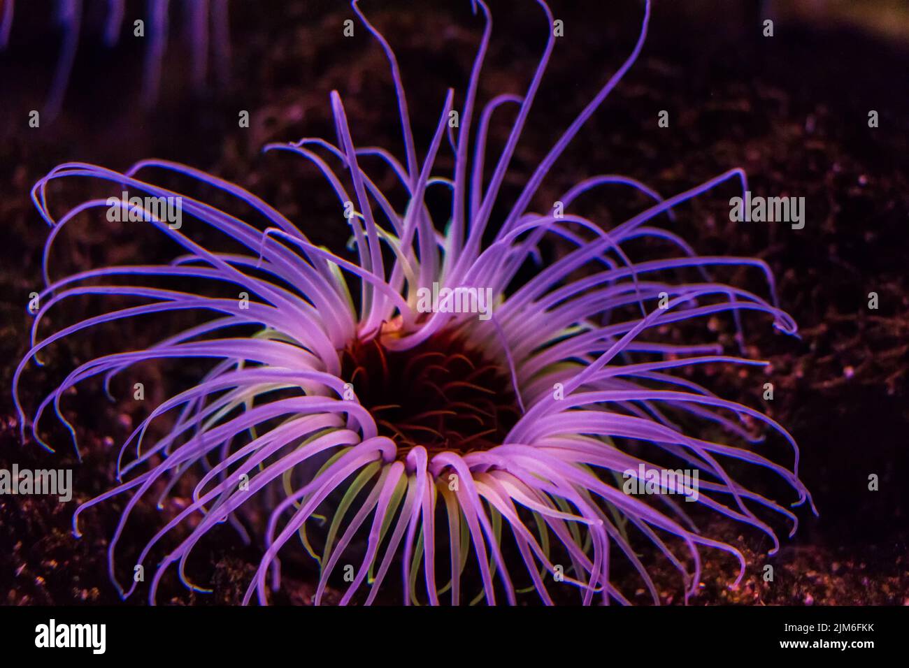 Eine lila Anemone im Aquarium Stock Photo