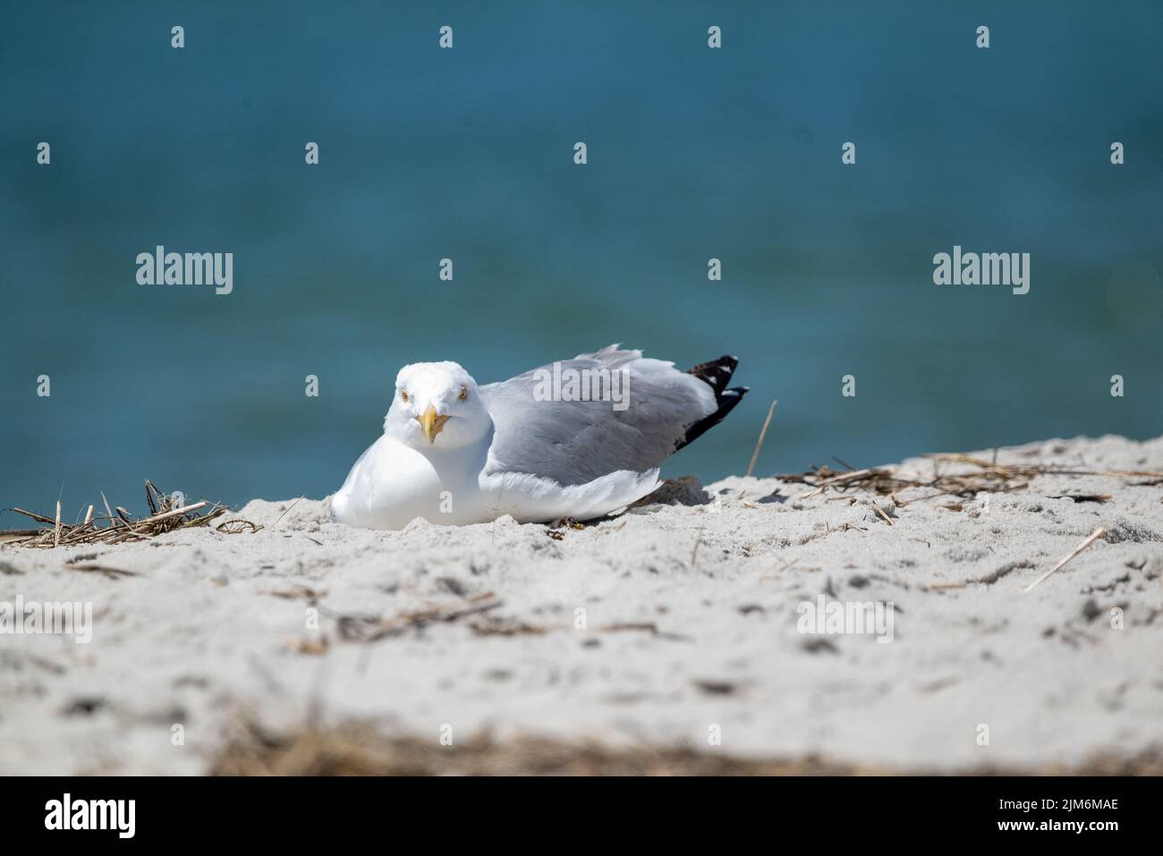 Seagull on Hardings Beach Stock Photo